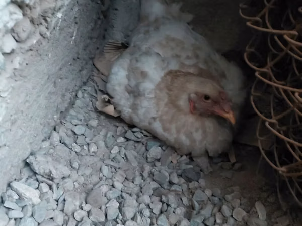 Chickens — Kirgistaan