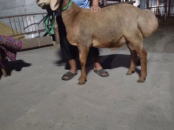 Kambing jantan, Arashan sheep — Kyrgyzstan