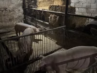 Porci de casă — լուսանկար 2