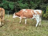 母牛, Simmental cattle — 照片 4