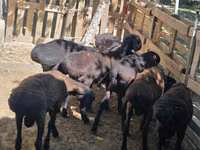 Kambing jantan, Sheep — foto 3