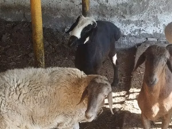 Biri-biri (lot, jantina tidak dinyatakan), Sheep