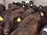 ወንድ በሬ, Aberdeen-Angus — ፎቶ 2