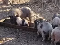 Sow, Pigs — photo 1