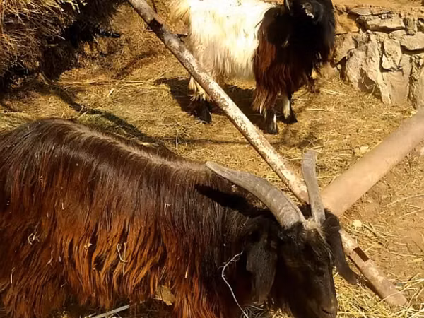 بز ماده, بز — ازبکستان