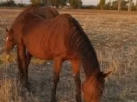 Mare, Hungarian horse breed — photo 3