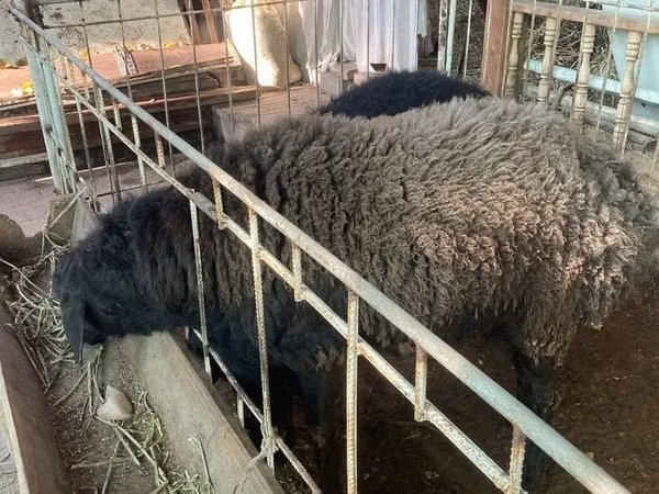 Ram, Sheep — Uzbekistan