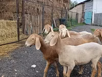 میش, Arashan sheep — عکس 6