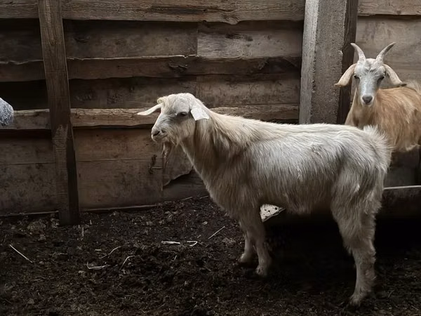 Billy Goat, Goats
