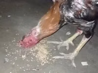 Chickens — photo 3