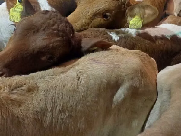 Bull, Cattle — Poland