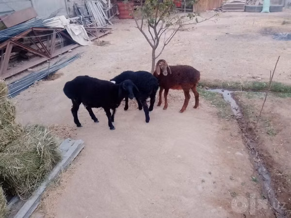Sheep (batch, sex not specified), Sheep — Uzbekistan