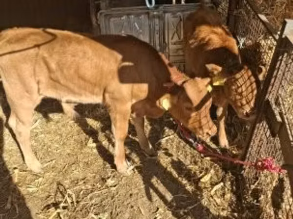 Banteng, Limousin cow