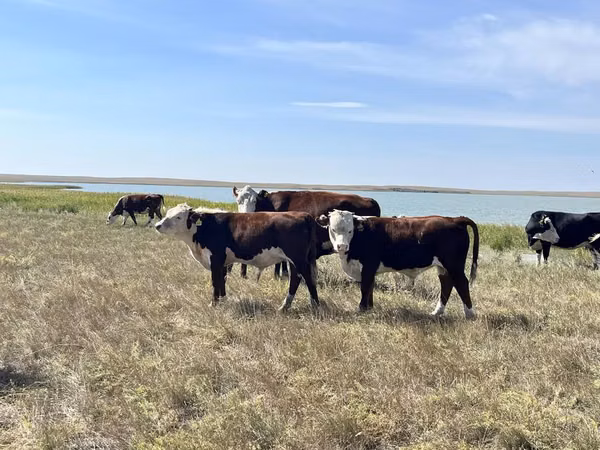 Bull, Kazakh White-headed cow — Kazakhstan