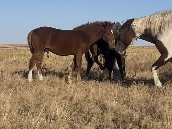 Horse (M), Horses — Kazakhstan