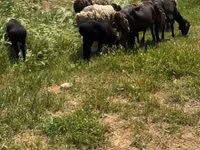 Schapen (partij, geslacht niet gespecificeerd), Schapen — foto 3
