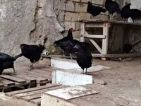 Chickens — تصویر 2
