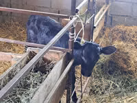 گاو ماده, Swiss cattle — عکس 6