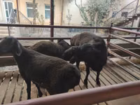 Kambing jantan, Sheep — foto 1