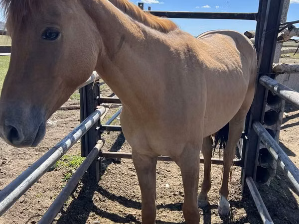 اسب نر, Kazakh horse