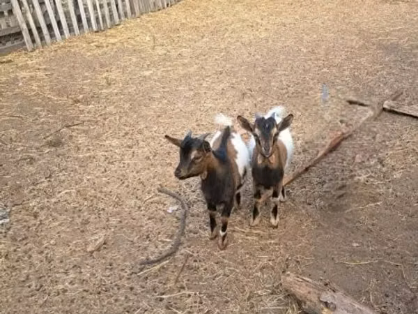 Billy Goat, Dutch Landrace goats — Hungary