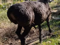Ram, Sheep — photo 1