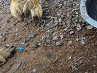 डोमेस्टिक मस्कोवी — फ़ोटो 5
