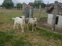Vædder, Merino sheep — foto 2