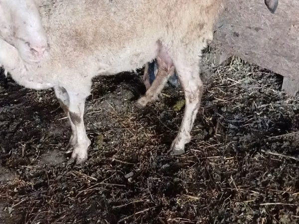 Sheep, Sheep — Moldova