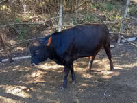 Bull, Cattle — photo 3