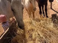 Mare, Nonius horse — photo 5