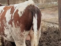 Bika, Simmental cattle — 3. fotó