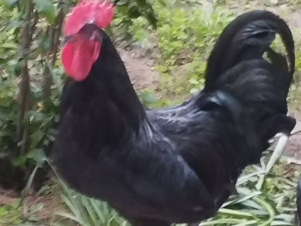 Chickens — جمهوری آذربایجان