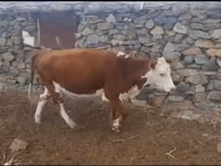 公牛, Latvian Blue cattle — 照片 2