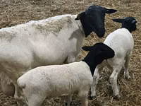 Qoʻy, Dorper sheep — 4-rasm