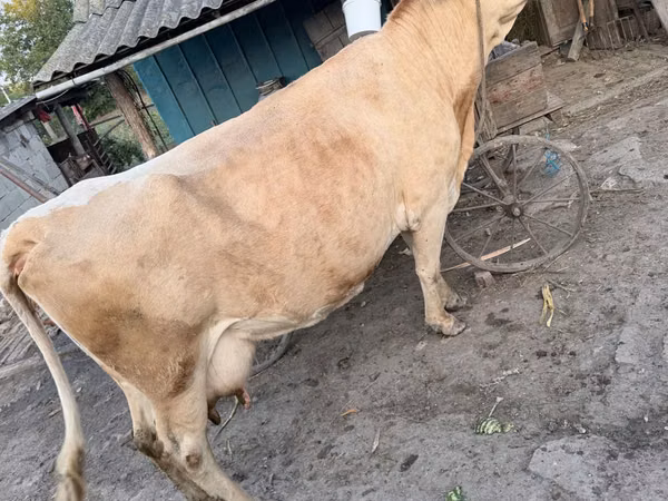Cow, Cattle — Moldova
