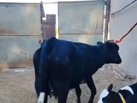 Cow, Russian Black pied cattle — photo 6