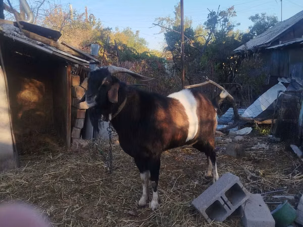 بز نر, Nubian Goat