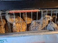 Quails — عکس 5