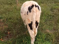 Vaca, Russian Black pied cattle — foto 4