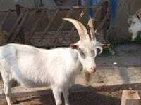 Kambing jantan, Goats — foto 3