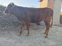 Cattle (batch, sex not specified), Cattle — photo 1
