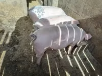 Pigs (batch, sex not specified), Pigs — photo 1