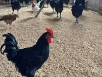 Australorp — zdjęcie 4