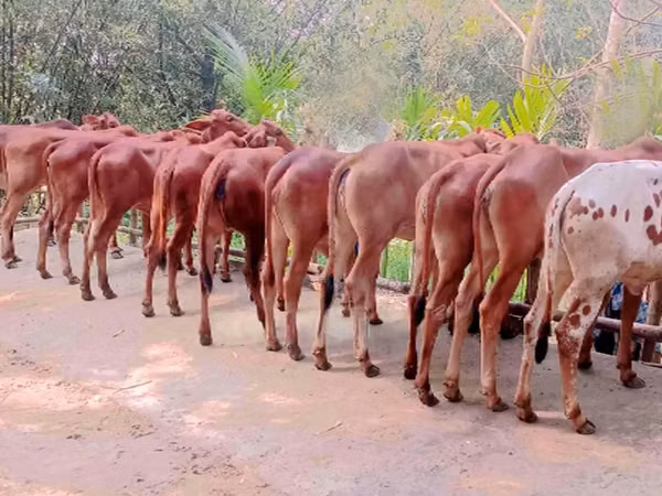 Mucca, Bovini — Bangladesh
