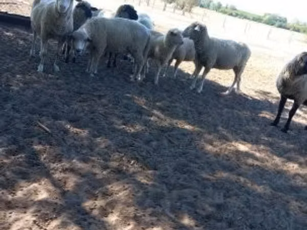 Ram, Sheep