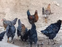 Chickens — photo 1