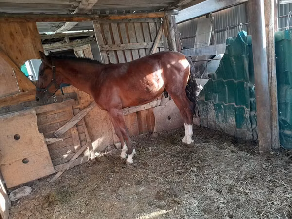 Kuda betina, Horses