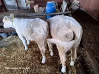 گاو ماده, Charolais cattle — عکس 3