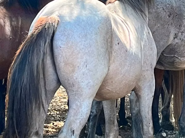 Horse (M), Soviet Heavy draft — Kazakhstan